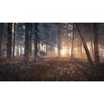 ESD theHunter Call of the Wild Medved-Taiga