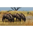 ESD Planet Zoo Grasslands Animal Pack