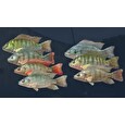 ESD Ultimate Fishing Simulator Kariba Dam