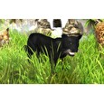 ESD WildLife Park 3