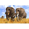ESD WildLife Park 3