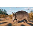 ESD Planet Zoo Grasslands Animal Pack