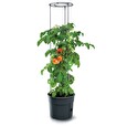 Květináč Prosperplast TOMATO GROWER na pěstování rajčat 29,5 cm antracit